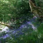 bluebells and alliums