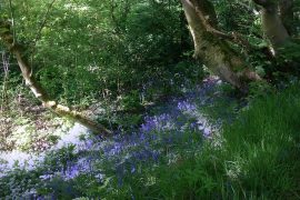 bluebells and alliums