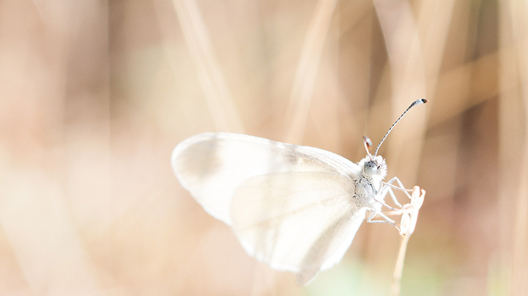 white butterfly