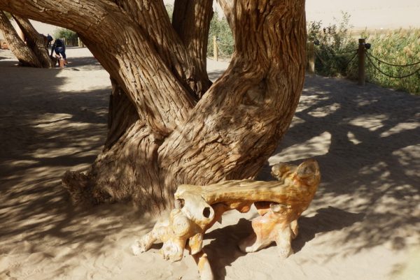 Loved this gnarled bench made from a tree trunk