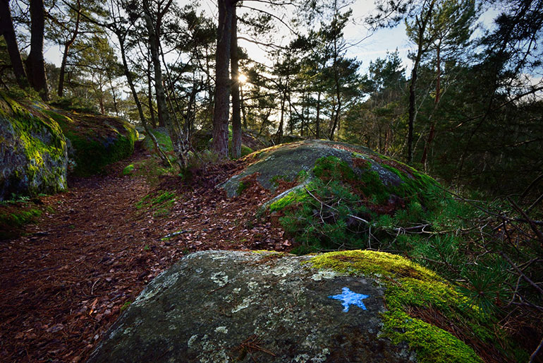 Fontainebleau Forest