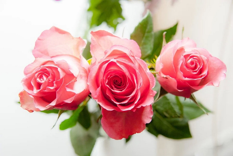 Three roses