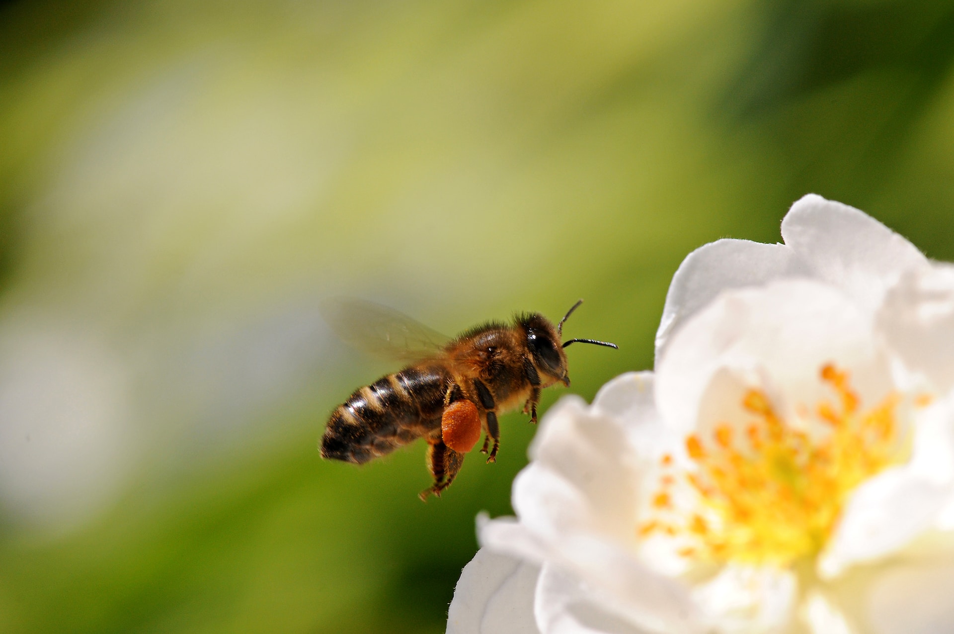 Bee visiting a flower