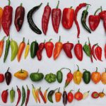 Chillies all types