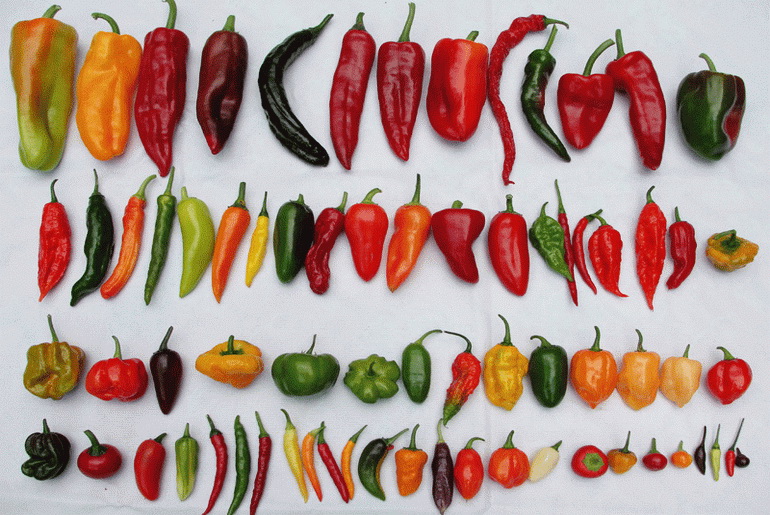 Chillies all types
