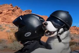 Man and dog on motorbike