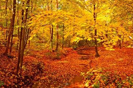 Allan Forest - Autumn