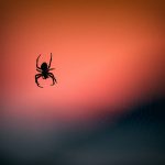 Spider by Vidar Nordli-Mathisen