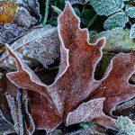 Allan Forest Winter photographs