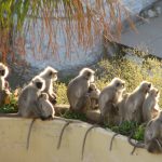 Monkeys, Mt. Abu, India
