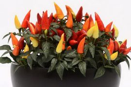 Ornamental pepper