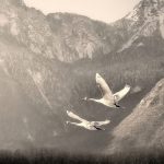 Geese flying by Darpan
