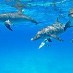 Dolphin Healing and Relaxation in The Bahamas