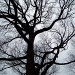 oak tree in winter