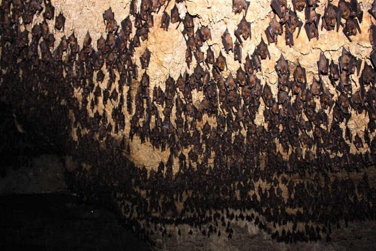 Bat cave in Pokhara
