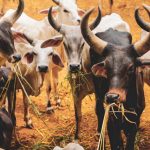 Indian cow herd