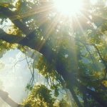 Sun shining through trees