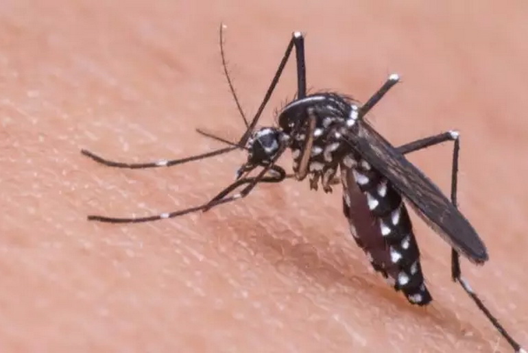 Mosquito