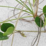 Verspielte Leichtigkeit by Christa Jaeger