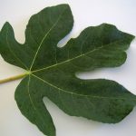 fig leaf
