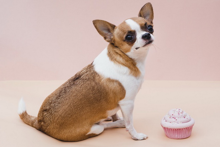 Dog and cupcake