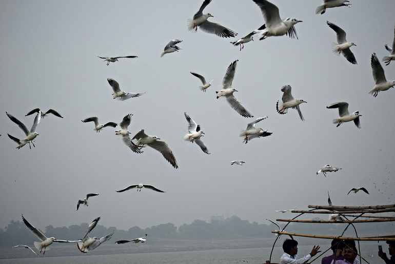 Seagulls