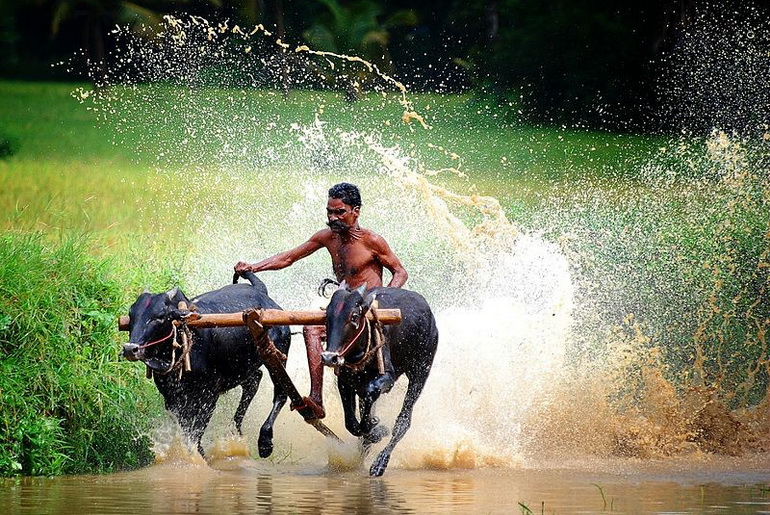 Bullocks