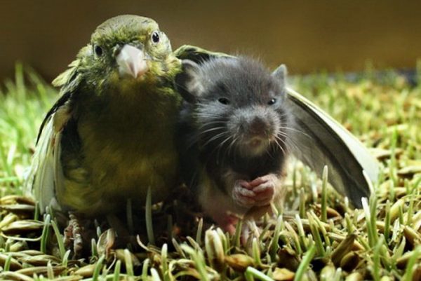 Bird holds rat