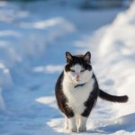 cat in snow