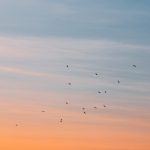 birds in morning sky