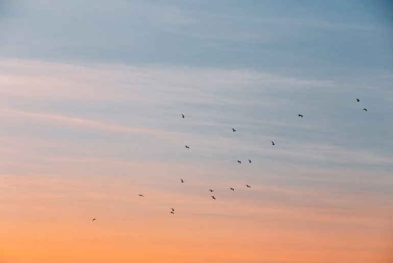 birds in morning sky