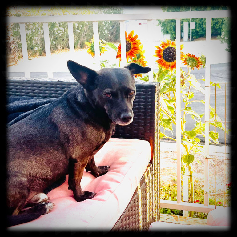 Bodhi