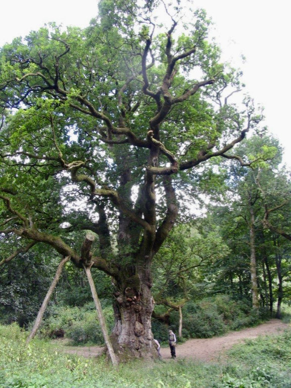 trees