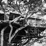 Treetops, 1952