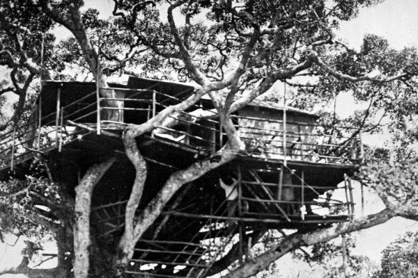 Treetops, 1952