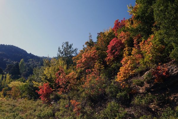 Autumn at the foothills of Mt Olympus