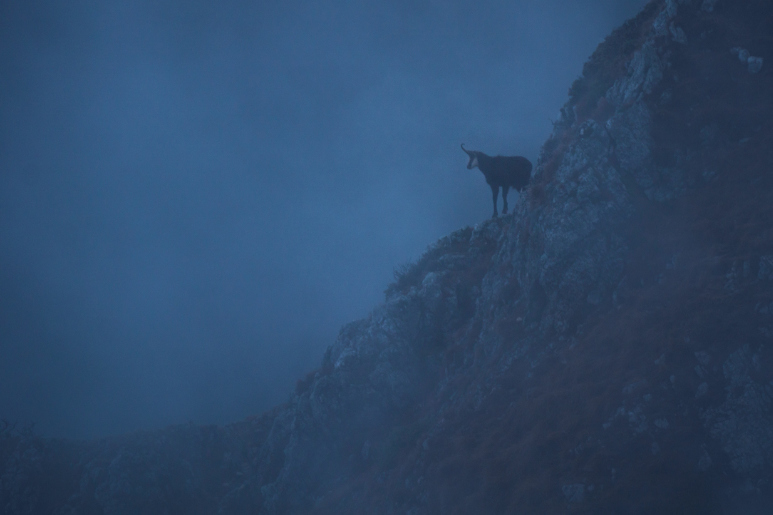 ibex on mountain