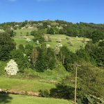 Hawthorns in the fields