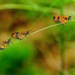 Butterflies by Tarpan