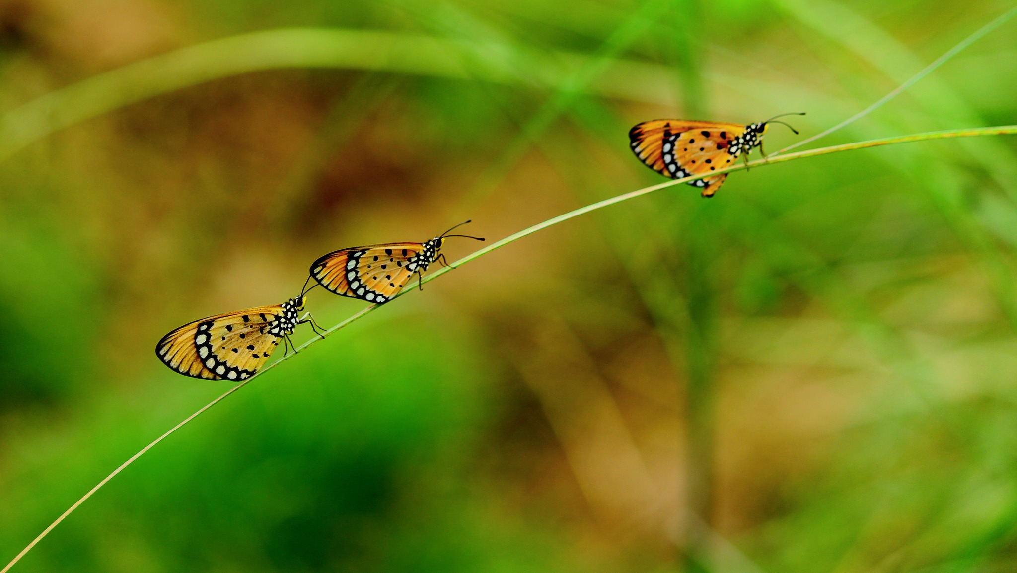 Butterflies by Tarpan