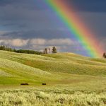 Grass fields with bison