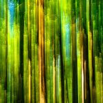 Iridescent play of light in the forest-the melodic song of silence cr Allan Forest