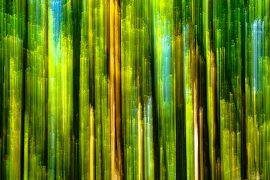 Iridescent play of light in the forest-the melodic song of silence cr Allan Forest