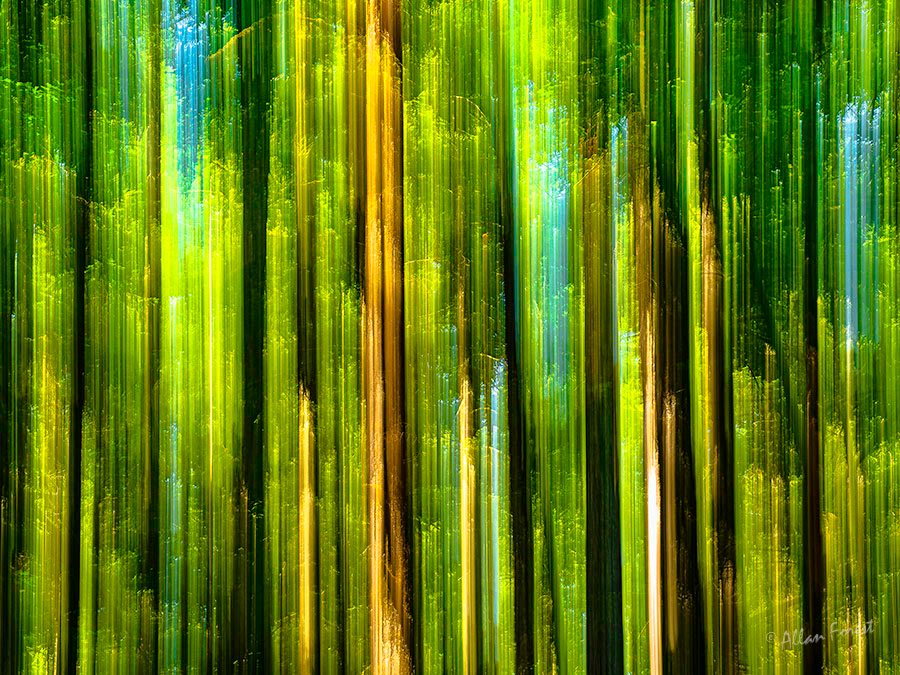 Iridescent play of light in the forest-the melodic song of silence cr Allan Forest