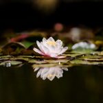 Lotus in dark pond