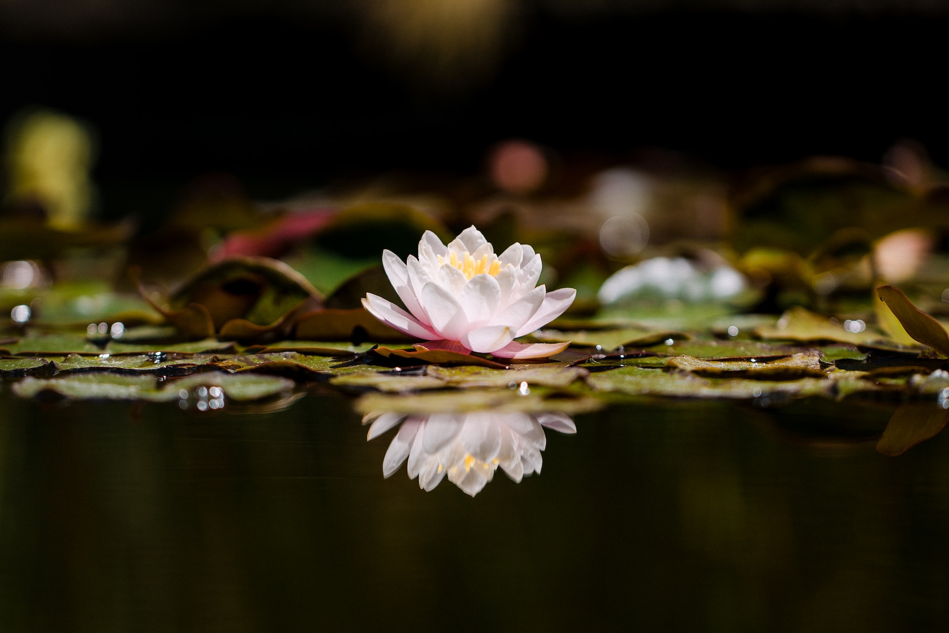 Lotus in dark pond