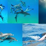 Dolphins by Atmo