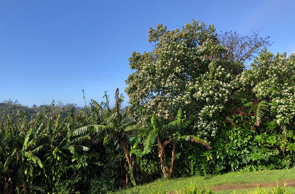 Trees in windy Costa Rica