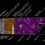 Development of our universe, from the Big Bang to today