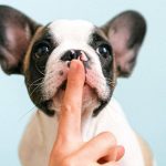 Finger silencing dog bark